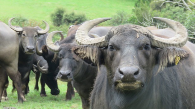 A milking buffalo at Whangaripo Buffalo farm, north Auckland.